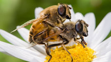 Save The F’n Bees - Honey Lube